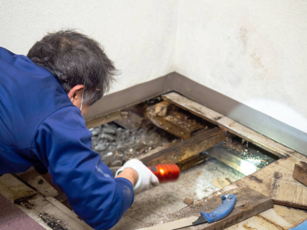 Reliable Hauppauge, NY Mold Remediation Solutions