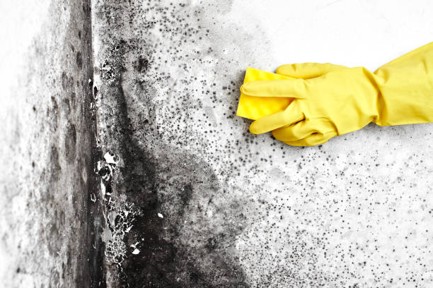Best Black Mold Remediation in Hauppauge, NY
