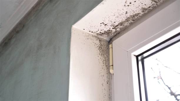 Best Mold Testing and Inspection Services in Hauppauge, NY