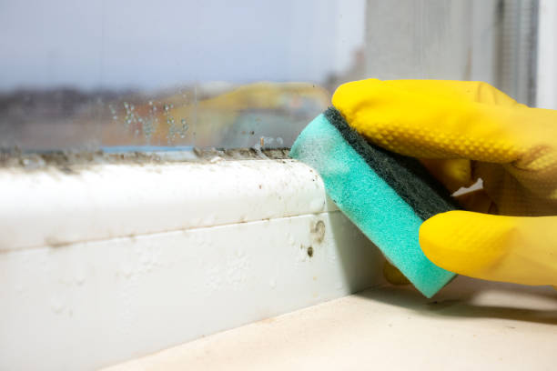 Best Basement Mold Remediation in Hauppauge, NY