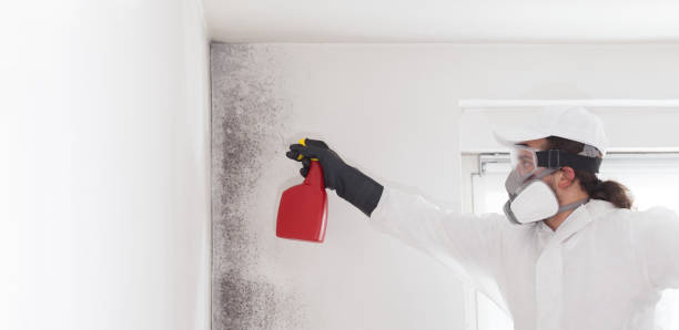 Best Residential Mold Remediation in Hauppauge, NY