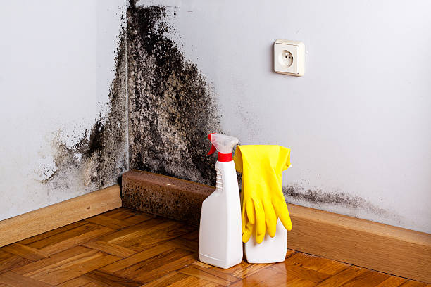 Best Basement Mold Remediation in Hauppauge, NY