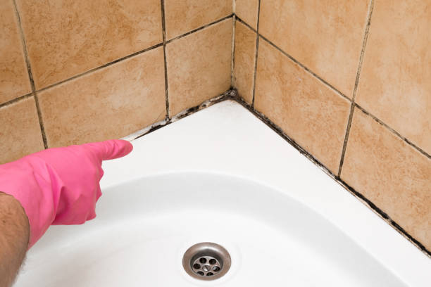 Best Kitchen Mold Remediation in Hauppauge, NY