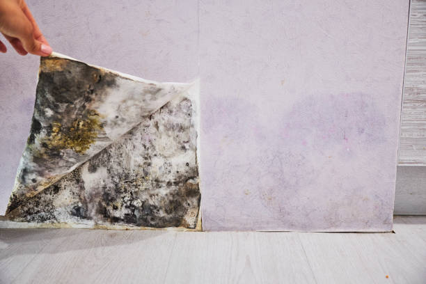 Best Commercial Mold Remediation in Hauppauge, NY